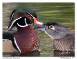 Canards branchus