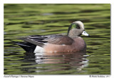 Canard d'Amérique American Wigeon