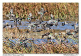 Sarcelle dhiver - Green winged teal