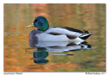 Canard colvert <br> Mallard