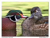 Canard branchu <br/> Wood Duck