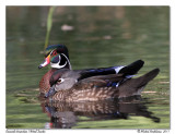 Canard branchu Wood Duck