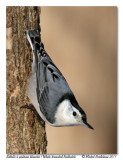 Sittelle  poitrine blanche <br/> White-breasted Nuthatch