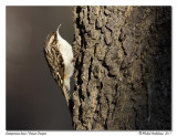 Grimpereau brun <br> Brown Creeper