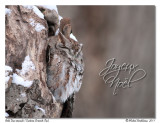 Petit duc macul <br/> Eastern Screech-Owl