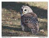 Chouette raye <br> Barred Owl