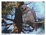 Chouette raye <br> Barred Owl