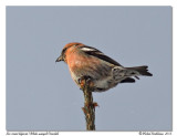 Bec crois bifasci <br> White winged crossbill