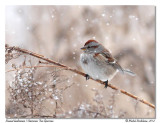 Bruant hudsonien American Tree Sparrow