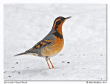 Grive  collier<br>Varied Thrush