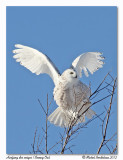 Harfang des neiges<br/>Snowy Owl
