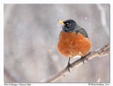 Merle dAmrique<br/>American Robin