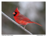 Cardinal rouge <br> Northern Cardinal