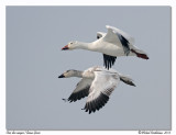 Oies des neiges<br>Snow Geese