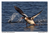 Harle hupp<br>Red-breasted Merganser