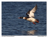 Harle hupp <br> Red-breasted Merganser