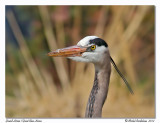 Grand Hron<br/>Great Blue Heron