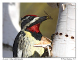 Pic macul<br>Yellow-bellied Sapsucker