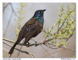 Quiscale bronz <br/> Common Grackle