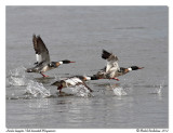Harles hupps <br> Red-breasted Mergansers
