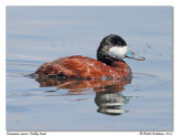 rismature rousse <br> Ruddy Duck