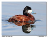 rismature rousse <br> Ruddy duck