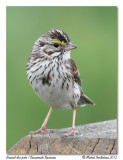 Bruant des prs <br> Savannah Sparrow