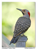 Pic flamboyant <br> Northern Flicker