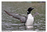 Plongeon Huard <br> Common Loon