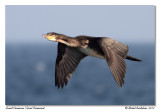 Grand Coromoran<br/>Great Cormorant