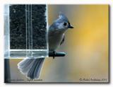 Msange bicolore - Tufted titmouse