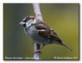 Moineau domestique - House sparrow