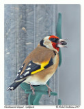 Chardonneret lgant <br> European goldfinch