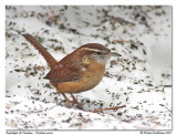 Troglodyte de Caroline <br> Carolina wren