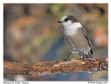 Msangeai du Canada <br> Gray jay