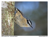 Sitelle  poitrine rousse <br> Red breasted nuthatch