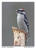 Pic mineur - Downy woodpecker