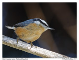Sitelle  poitrine rousse <br> Red breasted nuthatch
