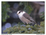 Msangeai du Canada <br> Gray jay