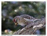 Sizerin flamm <br/> Common redpoll