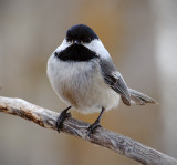 The Chickadee Two