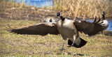 Wing Span Five Feet Plus