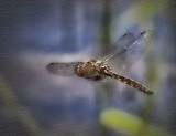 Dragon Flies