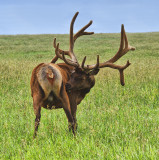 Non-typical Bull Elk