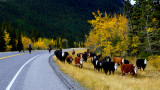 Cattle Drive near the Highwood Pass