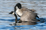 Pair of Canadas Mateing