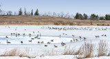 Geese at By the Lake Park in Wetaskiwin