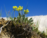 Yellow Umbrellaplant Eriogonum flavum at Dry Island Buffalo Jump
