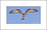 Osprey_MG_0203-Small.jpg