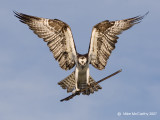 osprey ospreys _MG_9699-small.jpg